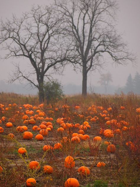 Love the fell of this picture. So perfect for fall. LOVE IT. Reminds me of Charlie Brown's great Pumpkin Patch. Foggy Day, Foto Tips, Fabulous Fall, Autumn Beauty, Fall Pictures, Autumn Aesthetic, Samhain, Fall Fun, Fall Harvest