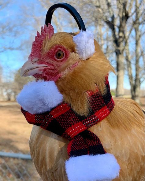 Chicken Hats For Chickens, Chicken Meme, Chicken Wallpaper, Chicken Dress, Chicken Hats, Chicken Pictures, Fancy Chickens, Rabbit Costume, Farm Sanctuary