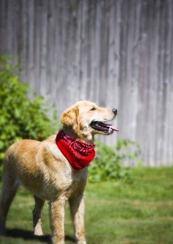 Wearing a pretty pink bandana ( The Fun Times Guide to Dogs) Dogs Wearing Bandanas, Halloween Sewing Projects, Rooftop Dining, Halloween Sewing, Real Dog, Dog Necklace, Bandana Hairstyles, Easy Halloween, Dog Bandana