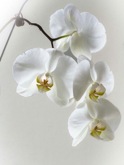 Billy Orchid Care, Beautiful Orchids, White Orchids, Arte Floral, Orchid Flower, Ranunculus, Flower Beauty, Beautiful Blooms, Geraniums