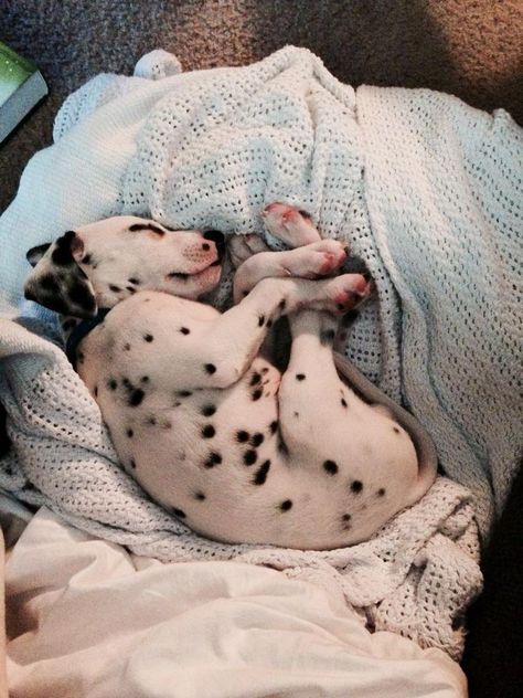 Cute Dalmatian, Dalmatian Puppy, Dalmatian Dog, 101 Dalmatians, Cute Dogs And Puppies, Cute Puppy, Cute Creatures, Baby Dogs, Cute Little Animals