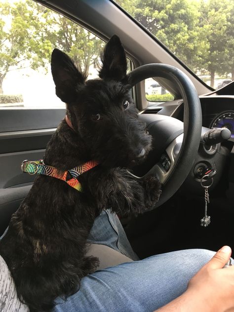 Scottie Puppies, Scottish Terrier Puppy, Scottie Terrier, Scottie Dogs, Scottish Terriers, Silly Dogs, Dog Images, Scottish Terrier, Scottie Dog