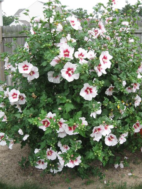 Rose Of Sharon Tree, Rose Of Sharon Bush, Hibiscus Shrub, Hibiscus Syriacus, Indian Subcontinent, Asian Countries, Rose Of Sharon, Planting Roses, Rose Bush