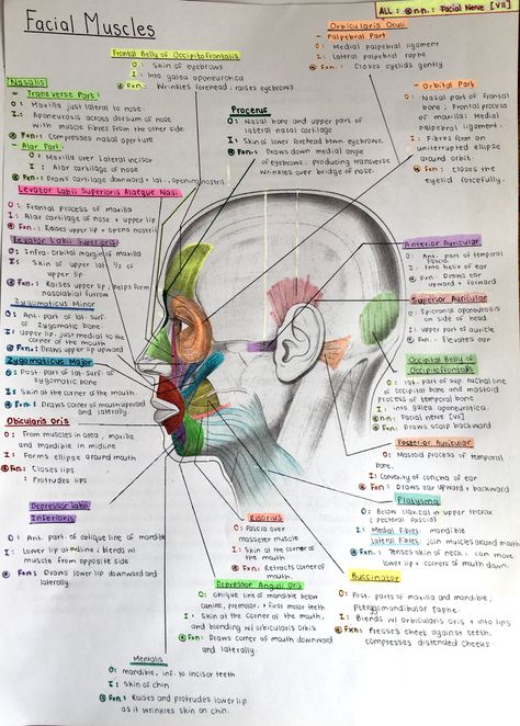 Dentistry Notes Aesthetic, Dental Assisting Study Notes, Dental Histology Notes, Dental Assistant Study Notes, Dermatology Notes, Dental Assisting Notes, Dental Assistant Study, Dental Hygiene Student, Dental Anatomy