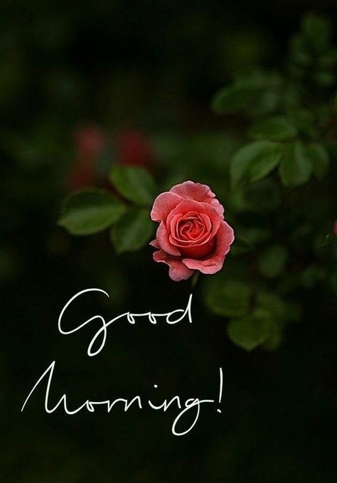 Mrng Wishes, Blessed Sunday Morning, Morning Ideas, Gd Mrng, Good Morning Wishes Gif, Morning Msg, Good Morning Coffee Images, Father Images, Blank Photo