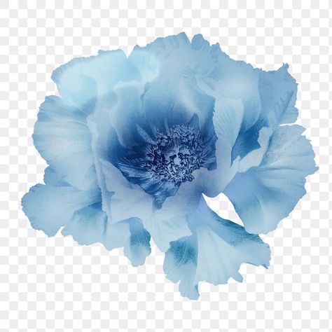 Blue Pngs Transparent, Blue Flowers Transparent Background, Flowers With Transparent Background, Blue Transparent Png, Blue Flowers Aesthetic, Blue Flower Illustration, Blue Flower Png, White Flower Png, Seni Resin