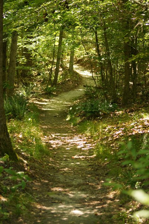 As The Crow Flies, Forest Path, The Crow, Walk In The Woods, Forest Landscape, Nature Aesthetic, Pretty Places, Fantasy Landscape, Nature Scenes