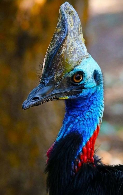 Cassowary Tattoo, Cassowary Drawing, Cassowary Illustration, Cassowary Art, Southern Cassowary, Sketches Nature, Cassowary Bird, Animal Close Up, Bird Crochet