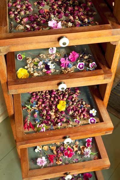 Magia Das Ervas, Herbal Apothecary, Wooden Rack, Tea Garden, Medicinal Herbs, Medicinal Plants, Drying Herbs, Drying Rack, Bonus Room