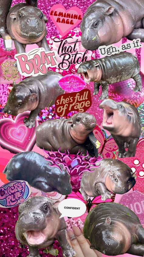 my main girl moo deng #moodeng #thatgirl #femininerage #pygmyhippo Moo Deng Wallpapers, Moo Dang Drawing, Moo Deng And Pesto, Moo Dang, Jessica Core, Z Wallpaper, Cute Hippo, Curious George, Cute Wild Animals