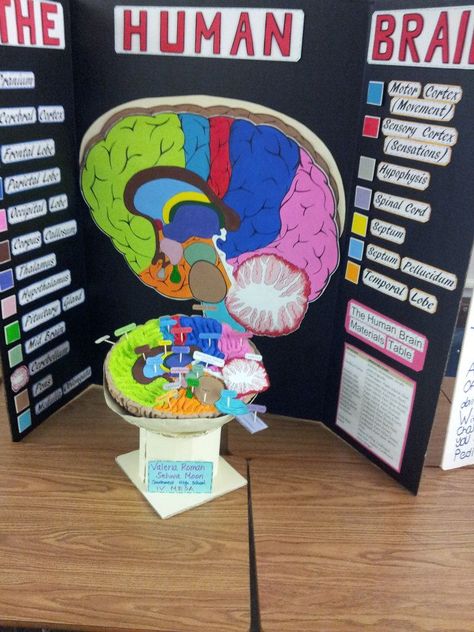 brain model project ideas - Bing Images Brain Model Project, Psychology Project Ideas, Nervous System Projects, Psychology Project, Body Systems Project, Human Body Projects, Ap Psych, Brain Models, School Science Projects