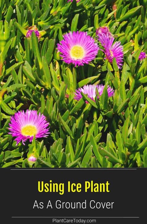 Have you considered using Ice Plants as a ground cover? We look at everything to do with growing maintenance, growth, and care. Ice Plant Landscaping, Hardy Ice Plant, Ice Plants Ground Cover Perennials, Ice Plant Ground Cover, Ground Covering Plants, Ground Cover Plants For Sun, Ice Plant Succulent, Xeriscape Backyard, Terrace Planting