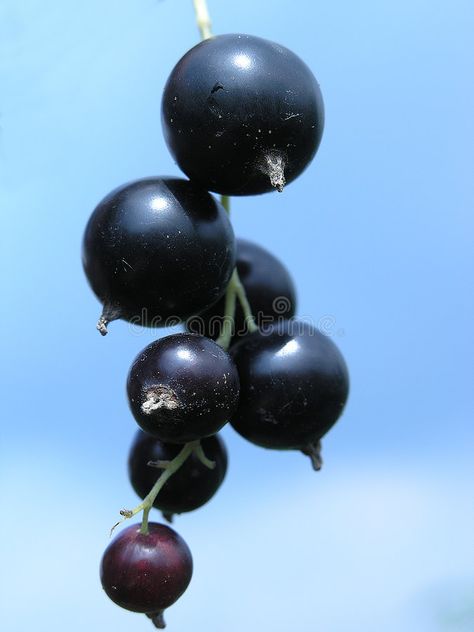 Black currant. Branch of a black currant over sky , #AFF, #currant, #Black, #Branch, #sky, #black #ad Pottery Inspo, Sky Black, Black Currant, Black Currants, Architecture Photo, A Black, Limited Editions, Chakra, Royalty Free Stock Photos