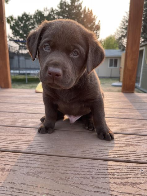 Chocolate Lab Puppies, Puppies For Sale Near Me, Yellow Labrador Retriever, Silver Lab, Yellow Labrador, Chocolate Labrador, Lab Puppies, Chocolate Lab, Puppies For Sale