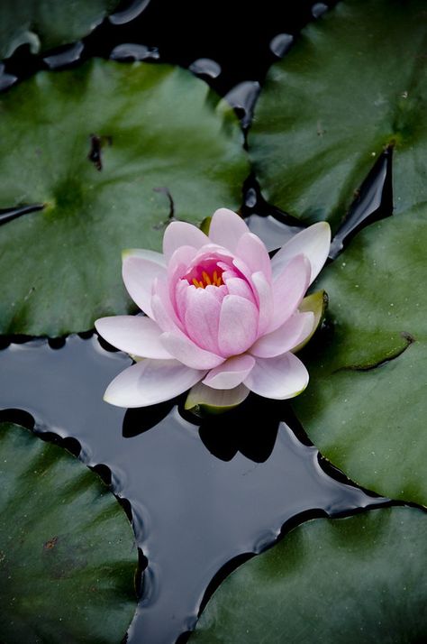 Water Lily | Is this a water lily or lotus flower? I've been… | Flickr Lotus Wallpaper, Water Lilies Painting, Lotus Flower Pictures, Lotus Flower Art, Lily Lotus, Carpe Koi, Water Lilly, 수채화 그림, Water Lily