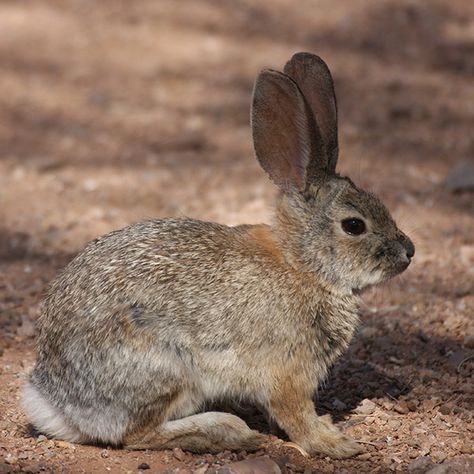 Desert Cottontail Rabbit, Desert Rabbit, Desert Cottontail, Hunny Bun, Animals Reference, Cottontail Rabbit, Baby Rabbits, Deer Species, Western United States