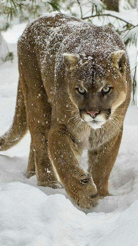 Mountain Lion, Majestic Animals, Cute Wild Animals, Large Cats, Wildlife Animals, Animal Planet, Exotic Pets, Nature Animals, Beautiful Cats