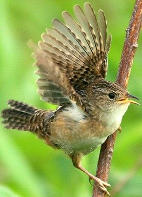 Sedge Wren Wren Flying, Wren Stirling, Wren Symbolism, Splendid Fairy Wren, Blue Fairy Wren, Superb Fairy Wren, Bird Wings, Kinds Of Birds, Wren