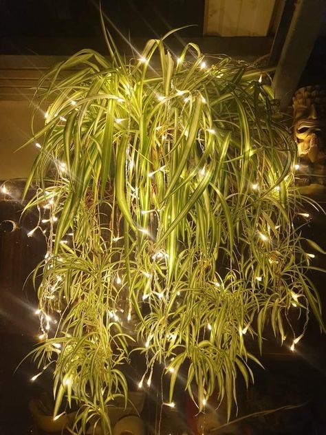 Front Porch Inspiration, Diy Hanging Planter, India Home Decor, Spider Plant, Inside Plants, Beautiful Outdoor Spaces, Home Gardening, House Plants Decor, Spider Plants