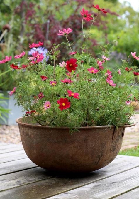 It's important to know what to put in certain pots. Frothy flowers such as these can be perfect (Picture: Clara Molden) Small Cottage Garden Ideas, Country Garden Decor, Container Gardening Flowers, Cottage Garden Design, Flower Pots Outdoor, Have Inspiration, Garden Containers, Container Flowers, Country Gardening