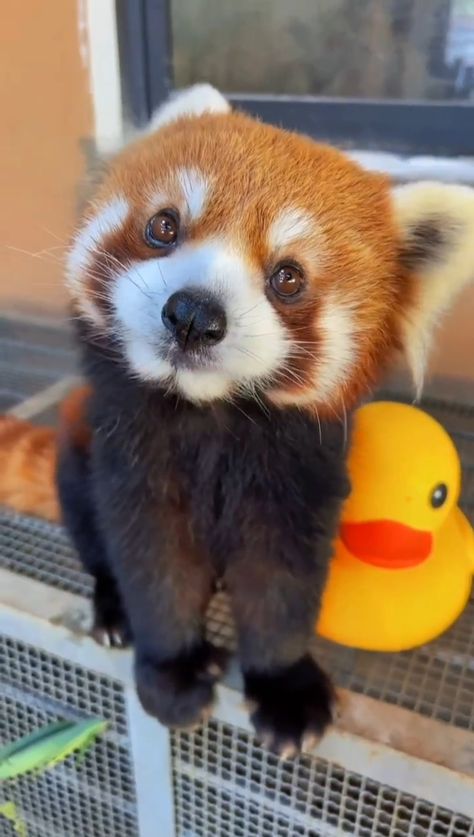 Silly Animal Pictures, Red Panda Cute, Red Panda Baby, Red Pandas, Cute Dog Photos, Happy Times, Panda Love, Pretty Animals, Silly Animals