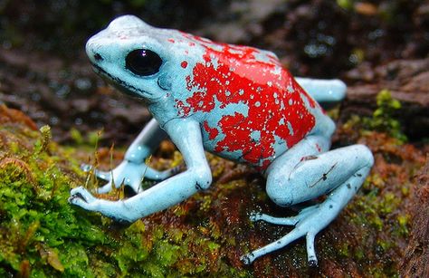 »✿❤Love Frogs!❤✿« Oophaga silvatica-Harlequin Poison Frog-RNA El Pangan Dart Frog Terrarium, Frog Habitat, Frog Terrarium, Frog Tank, Frog Species, Poison Frog, Dart Frogs, Amazing Frog, Aquatic Creatures