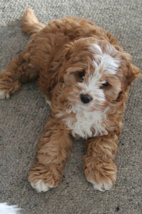 Golden Doodles, Cavapoo Puppies, Super Cute Puppies, Very Cute Dogs, Really Cute Dogs, Cute Little Puppies, Super Cute Animals, Fluffy Animals