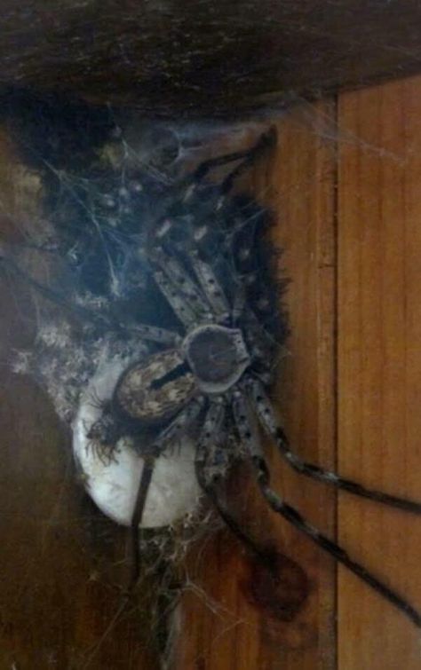 Huntsman Spider, Spiders And Snakes, Oh Hell No, Kill It With Fire, Spiders Scary, Creepy Crawlies, What The Heck, Arachnids, Jurassic World