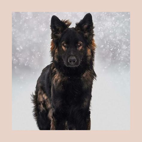 Super Beautiful German Shepherd! #GSDLOVE Berger Malinois, Sable German Shepherd, Black Shepherd, Pet Tips, Photo Products, Printed Wall Art, Pretty Dogs, Belgian Malinois