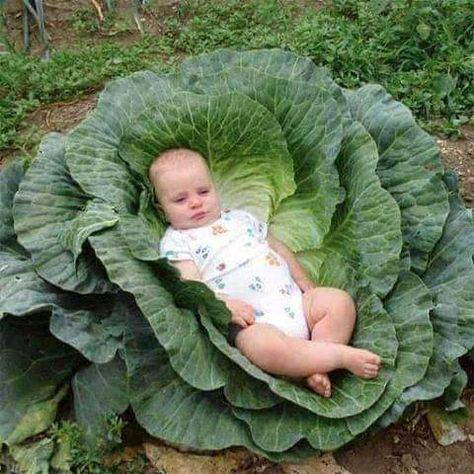 Courtyard Plants, Giant Vegetable, Agriculture Technology, Cabbage Seeds, Biennial Plants, Organic Seeds, Cabbage Patch Kids, Cabbage Patch, Planting Vegetables