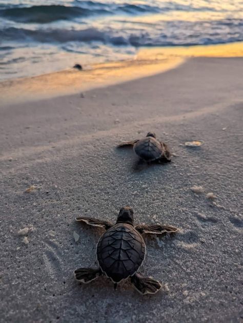 Turtle Photo, Beach Turtle, Sea Turtle Pictures, Turtle Wallpaper, Christopher Moore, Baby Sea Turtles, Cute Summer Wallpapers, Beautiful Ocean Pictures, Cute Small Animals