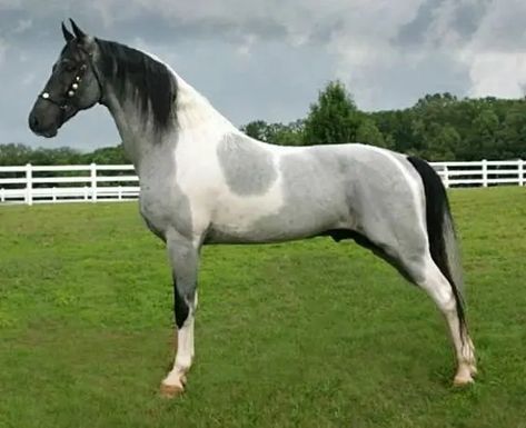 11 Best Horse Breeds For First Time Owners - Page 2 of 3 - PetPress Tennessee Walker Horse, Cheval Pie, Gaited Horses, Tennessee Walker, Rare Horses, Tennessee Walking Horse, American Paint Horse, American Saddlebred, Walking Horse