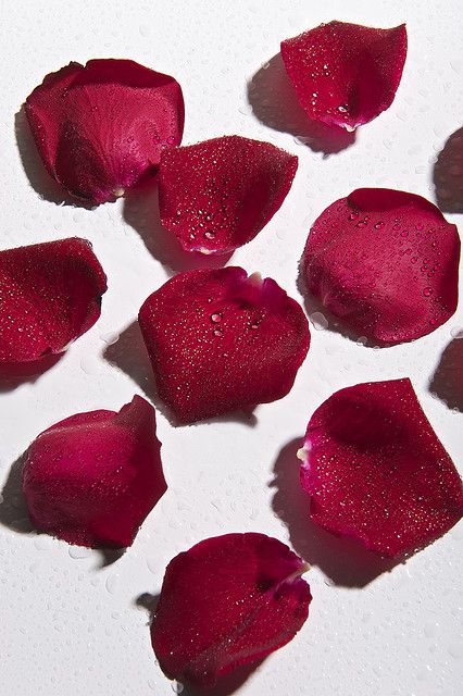 Red Rose Petals | Flickr - Photo Sharing! Red Rose Petals Aesthetic, Rose Petals Aesthetic, Rose Petals Photography, Store Pics, June Flowers, Rose Petal Bath, Baroque Frames, Dream Painting, Red Rose Petals