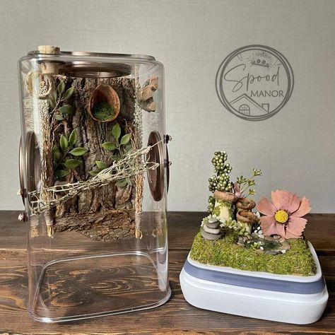 Bioactive Jumping Spider Enclosure, Pet Jumping Spider Habitat, Diy Spider Enclosure, Jumping Spider Terrarium Diy, Cute Jumping Spider Enclosure, Diy Jumping Spider Enclosure, Spider Enclosure Ideas, Jumping Spider Enclosure Ideas, Jumping Spider Terrarium