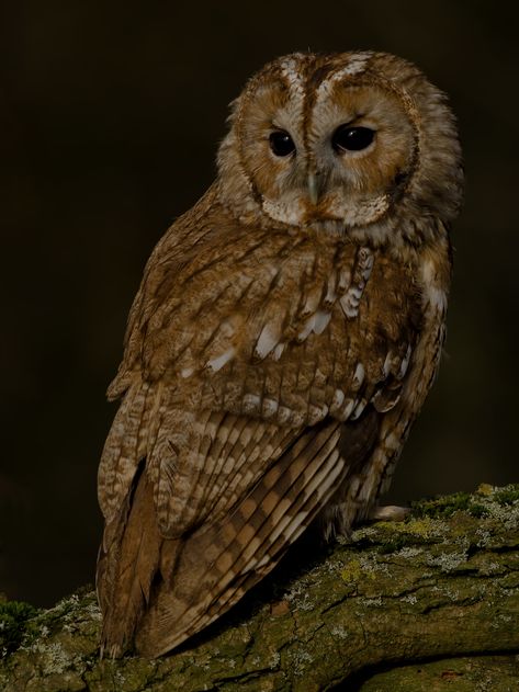 Brown Owl Aesthetic, Owl Aesthetic Cute, Tawny Owl Aesthetic, Owl Asthetic, Owls Aesthetic, Owl Familiar, Aesthetic Owl, Owl Man, Owl Aesthetic