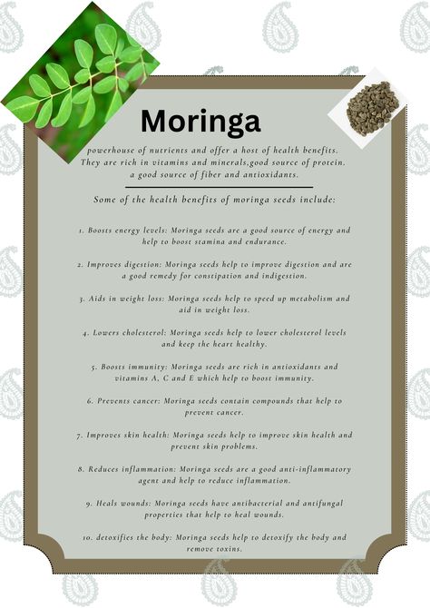 Benefits Of Moringa Seeds, Moringa Plant, Health Benefits Of Moringa, What Is Moringa, Benefits Of Moringa, Moringa Benefits, Moringa Seeds, Moringa Leaf Powder, Moringa Tree