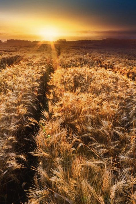 Soft Golden Aesthetic, Wheat Images, Wheat Field Aesthetic, Wheat Field Photography, Wheat Field Sunset, Golden Hour Field, Fields Of Wheat, Field Of Wheat, Rock N Roll Aesthetic