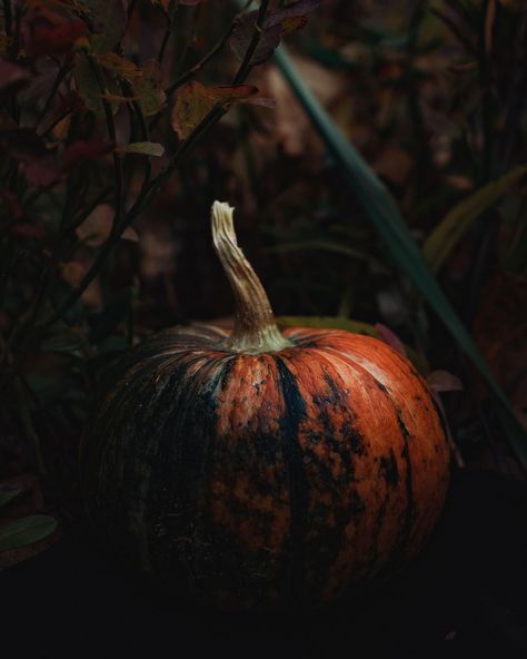 Fall Goblincore, Witch Aesthetic Halloween, Moody Pumpkins, Rotten Pumpkin, Pumpkin Aesthetic, October Country, Aesthetic Forest, Who People, Pumpkin Autumn