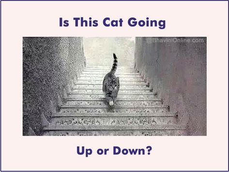 Viral Riddles: Is The Cat Going Up or Down? | BhaviniOnline.com Illusion Magic, Funny Optical Illusions, Cat Stairs, Eye Tricks, Cool Illusions, Funny Mind Tricks, Cool Optical Illusions, Brain Tricks, Patrick Star