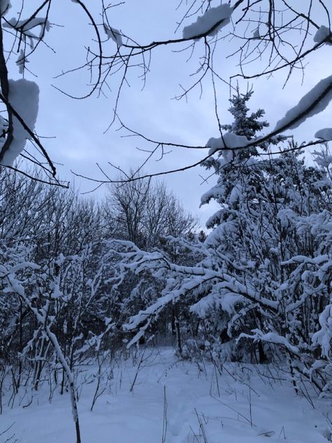 Cold Weather Aesthetic, Weather Aesthetic, Snow Christmas, Winter Forest, Chilly Weather, Cold Weather, Forest, Yard, Christmas