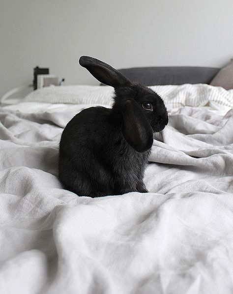 Black Bunny, Black Rabbit, Disney Instagram, Silver Blonde, Black Animals, Doberman, Cute Bunny, Beautiful Creatures