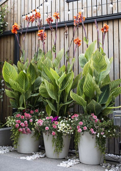 Grouping Of Potted Plants, Tropical Garden In Pots, Tropical Flowering Plants Outdoor, Big Outdoor Plants, Tall Potted Plants Outdoor Patio, Tropical Plant Containers, Tropical Planters Pots, Outdoor Plants For Patio, Tall Outdoor Plants In Pots