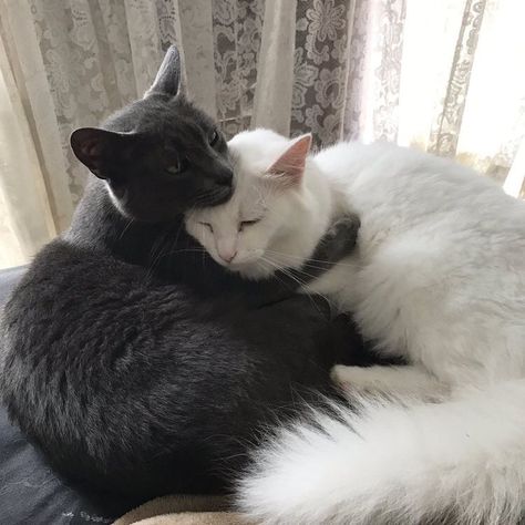 Cat Couple Black And White, Black And White Cats, White And Black Cat, Cat Couple, Two Cats, White Cats, Cat Person, Cat Aesthetic, Oui Oui