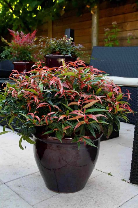 The 13 Best Plants For Pots All Year-Round Evergreen Potted Plants, All Year Round Plants, Evergreen Container, Front Door Plants, Potted Plants Patio, Southern Living Plant Collection, Outdoor Decor Ideas, Southern Living Plants, Potted Plants Outdoor