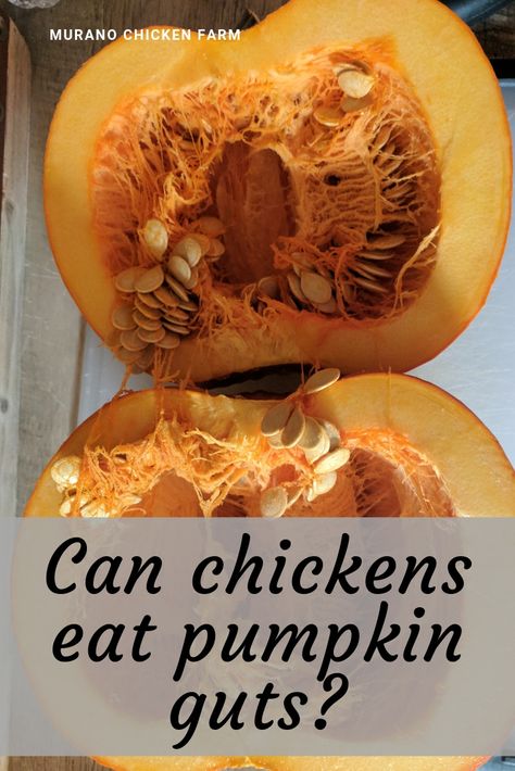 Pumpkin For Chickens, Pumpkins For Chickens, Chickens Carving Pumpkins, Chicken Pumpkin Carving, Freezing Pumpkin, Snacks For Chickens, What Can Chickens Eat, Homestead Livestock, Carving A Pumpkin