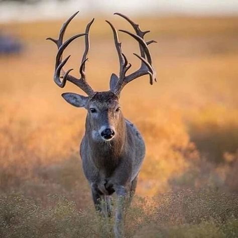 Hunting Wallpaper, Elk Pictures, Whitetail Deer Pictures, Deer Hunting Season, Whitetail Hunting, Deer Photography, Whitetail Deer Hunting, Deer Wallpaper, Big Deer