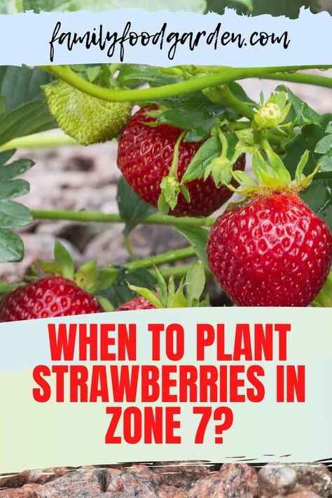 When To Plant Strawberries, Plant Strawberries, When To Plant, Strawberry Seed, Zone 7, Gardening Zones, Strawberry Garden, Organic Vegetable Garden, Growing Strawberries