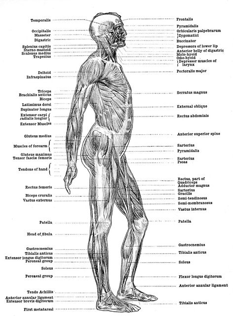 Human Anatomy Muscles - Muscles of the Body - Back View Human Anatomy Muscles, Muscles Of The Body, Anatomy Muscles, Muscles Anatomy, Human Anatomy For Artists, Anatomy Coloring Book, Muscular System, Muscle Anatomy, Anatomy For Artists