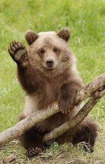 Aesthetic Bear, Photo Ours, Bear Photography, Bear Aesthetic, Photography Animals, Dangerous Animals, Funny Bears, Bear Bear, Bear Pictures