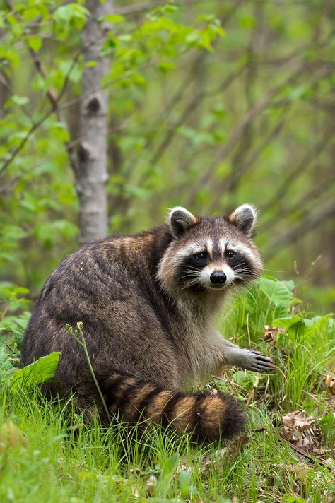 Trash Pandas, Raccoon Art, Cute Raccoon, Forest Painting, African Wildlife, Racoon, Wildlife Animals, Wildlife Art, Animal Photo